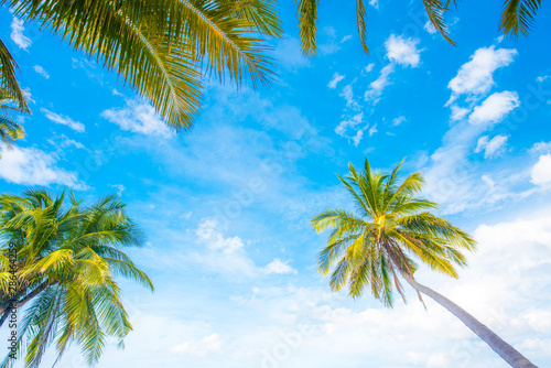  Coconut trees by the beach.