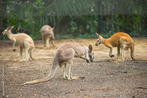 The red kangaroo  Macropus rufus is the largest of all kangaroos