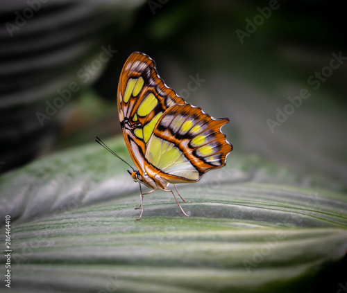 Butterfly in Orange and Yellow