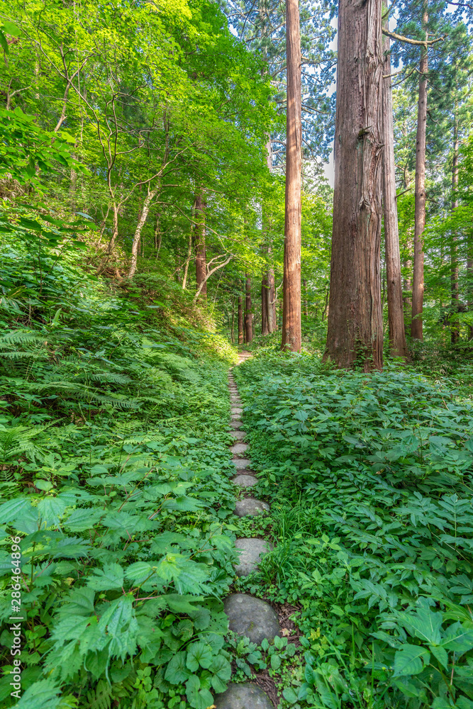 Obraz premium Góra Haguro, jedna z trzech świętych gór prowincji Dewa (Dewa Sanzan). Znajduje się w prefekturze Yamagata w Japonii. Drzewa Sugi (Cryptomeria japonica) lub japoński cedr