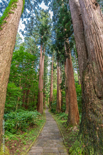 Mount Haguro  One of the three sacred mountains of Dewa Province  Dewa Sanzan . Located in Yamagata Prefecture  Japan. Sugi trees  Cryptomeria japonica  or Japanese Cedar