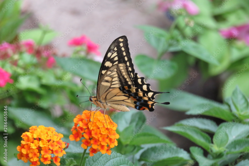 オレンジ色のランタナにとまるアゲハ蝶