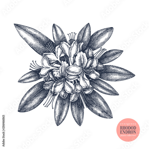 Rhododendron vector illustration. Evergreen tree botanical drawing. Hand drawn plant in flowers. Perfect for Christmas design, greeting cards, banner, decoration or packaging. Vintage outline.