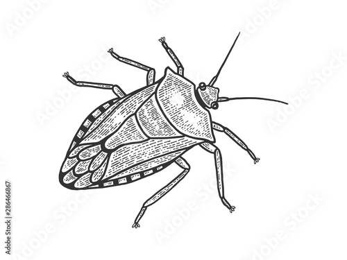 Green shield bug insect sketch engraving vector illustration. Scratch board style imitation. Black and white hand drawn image.