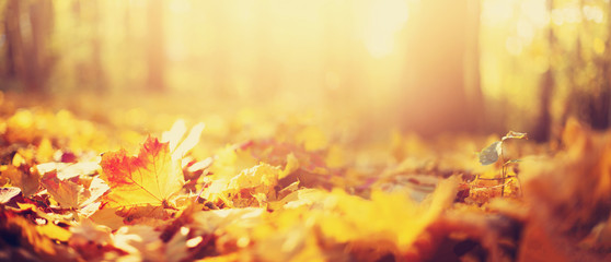 Autumn leaves background. Yellow maple leaf over blurred texture with copy space. Concept of fall season. Golden autumn card