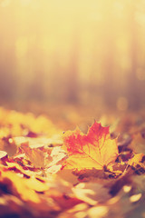 Autumn maple leaves in sunlights, sunny bokeh. Beautiful nature background with forest ground. Banner. Concept of fall season. Golden autumn card
