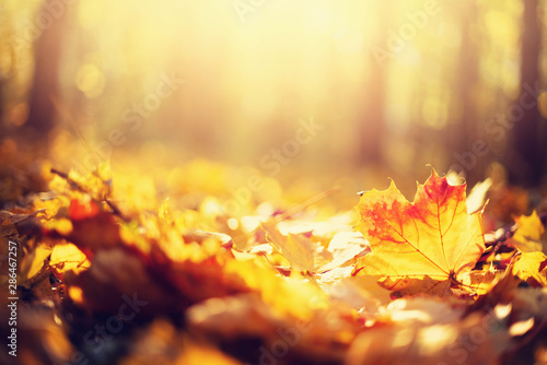 Autumn maple leaves in sunlights, sunny bokeh. Beautiful nature background with forest ground. Banner. Concept of fall season. Golden autumn card
