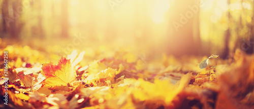 Canvas Print Autumn leaves background