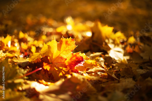 Autumn leaves background. Yellow maple leaf over blurred texture with sunlight, sunny bokeh, copy space. Concept of fall season. Golden autumn card