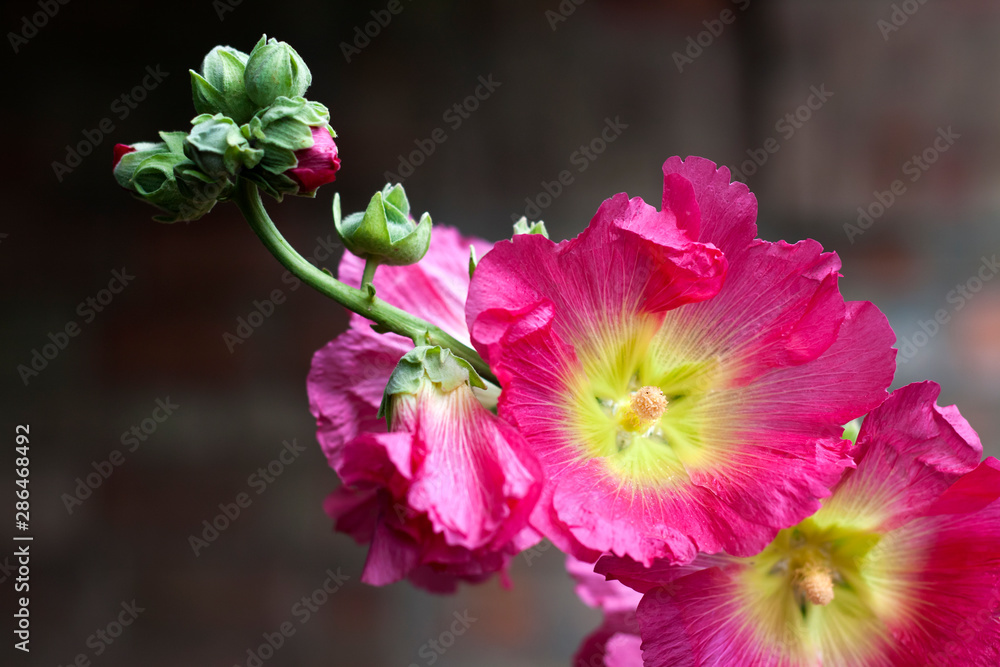Obraz premium Flower of pink mallow closeup