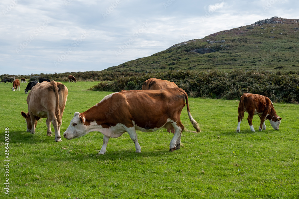 cows in a field with grass 
