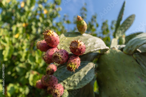 Close-up of Colorful Prickly Pears, Indian Fig, Nature