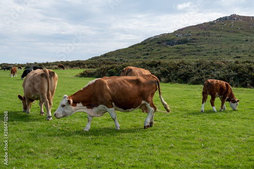 cows in a field with grass 