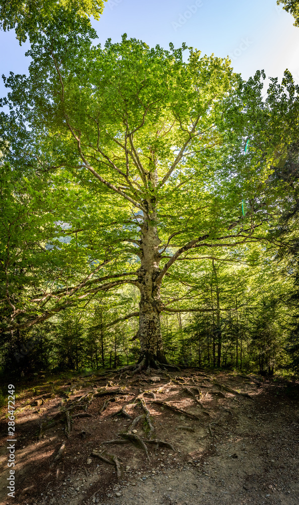 panoramica arbol panoramica arbol