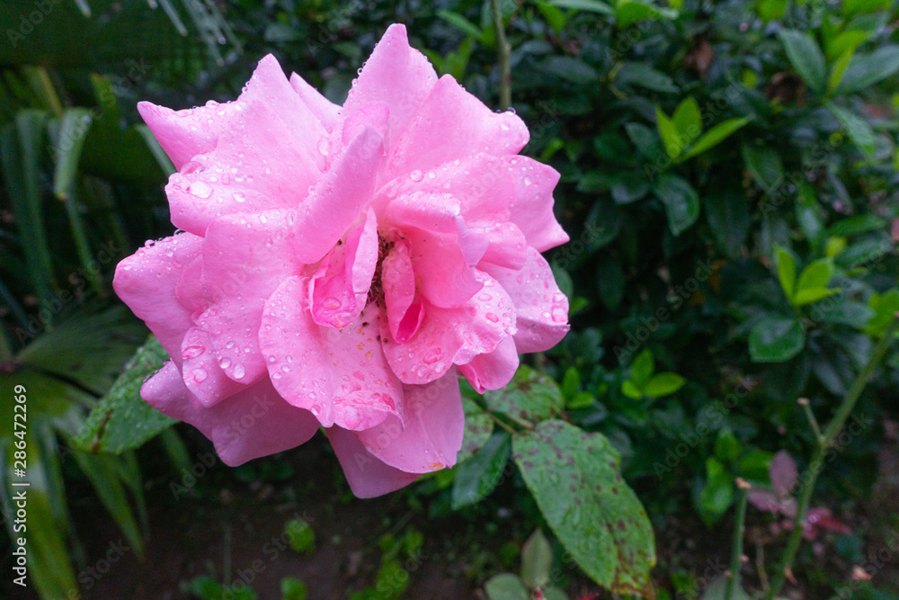 rosa rosa bella con gocce d'acqua sui petali rosa rosa bella con gocce d'acqua sui petali