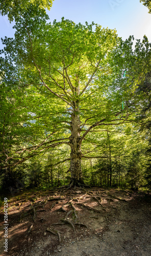 Naklejka panoramica arbol
