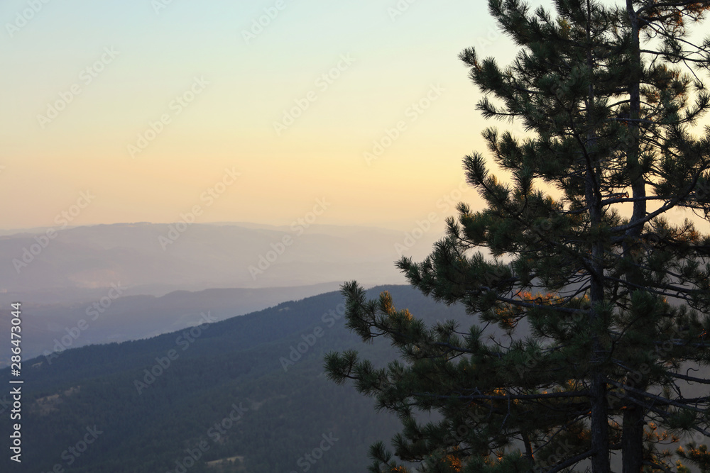 Scenic View of Pine Trees and Mountains. Sunset, Summertime. Travel concept. Scenic View of Pine Trees and Mountains. Sunset, Summertime. Travel concept.