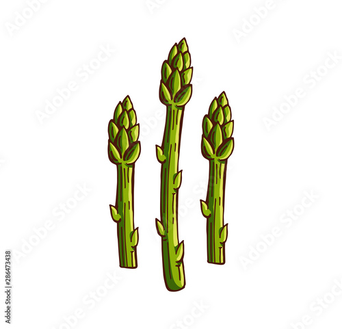 hand drawn asparagus color vector illustration