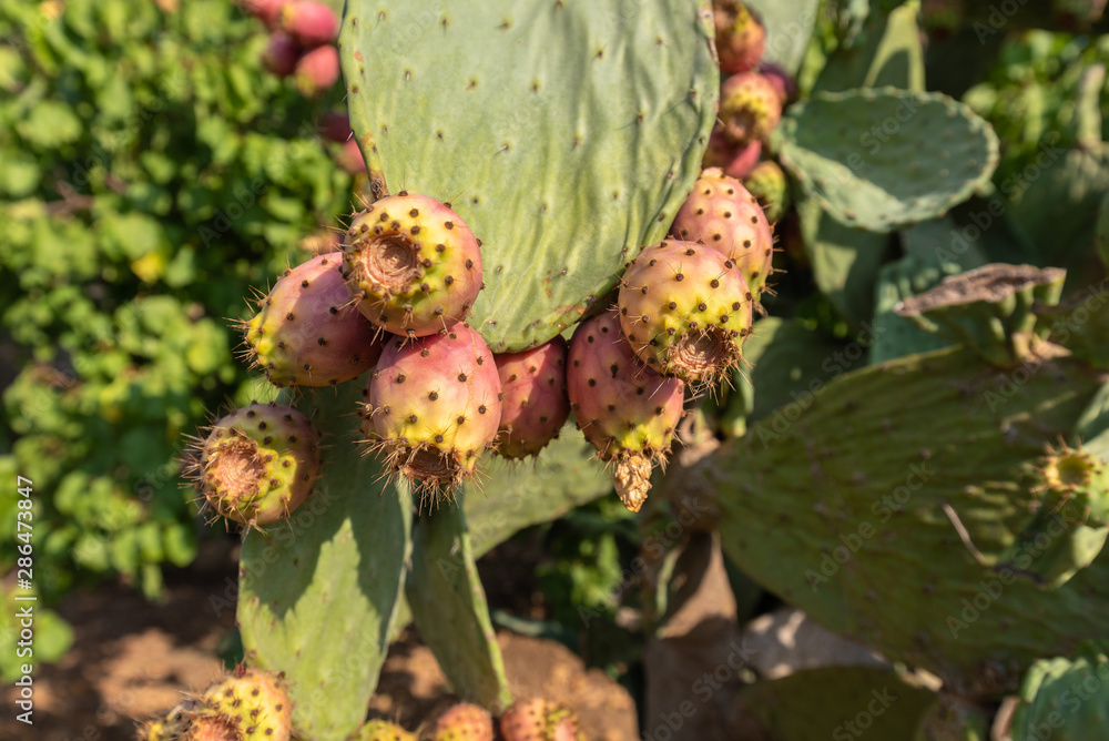 Close-up of Colorful Prickly Pears, Indian Fig, Nature Close-up of Colorful Prickly Pears, Indian Fig, Nature