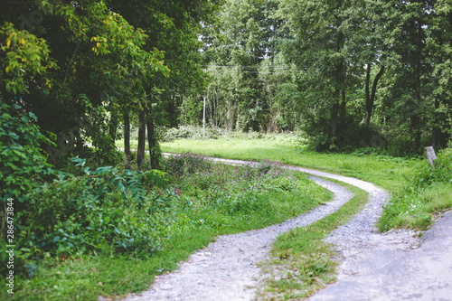 Path leading to forest