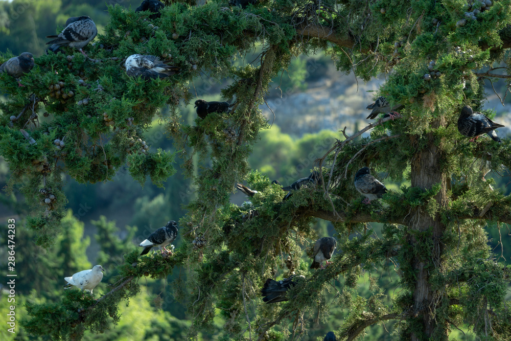 Tree full of birds in Greece Tree full of birds in Greece