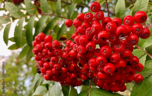 A Bunch of Red Berries on a Tree in Norway