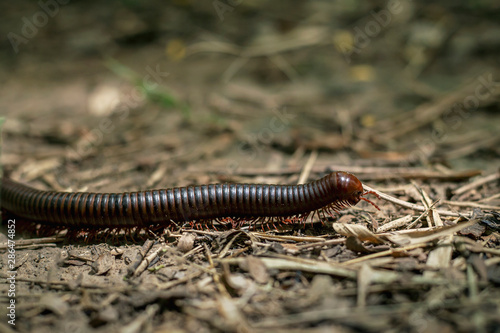 Millipedes walking on the ground That is in the tropical forest © Krailas