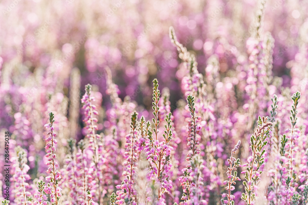 Heather flowers. Bright natural defocused background. Heather flowers. Bright natural defocused background.