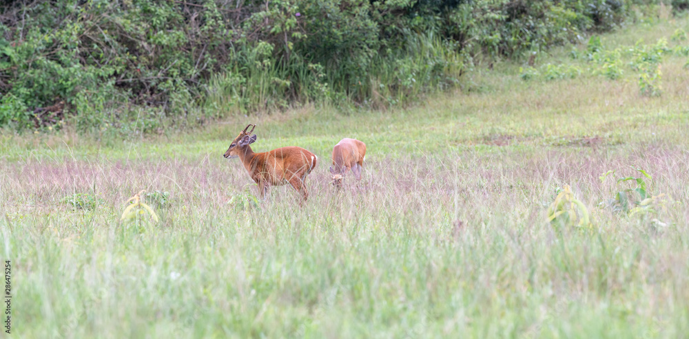 Close-up image of young roe deer are feeding in the fields of Khao Yai. Close-up image of young roe deer are feeding in the fields of Khao Yai.