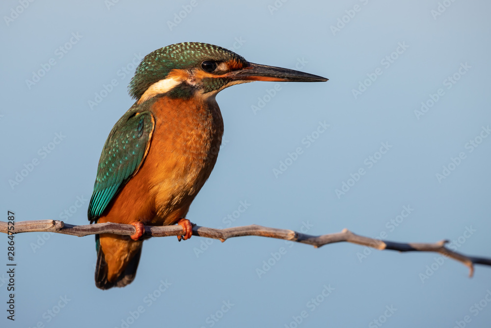 Fototapeta premium Common Kingfisher female [Alcedo atthis] Eurasian kingfisher and river kingfisher. Bird sitting on a branch. Birds of Europe. Spain