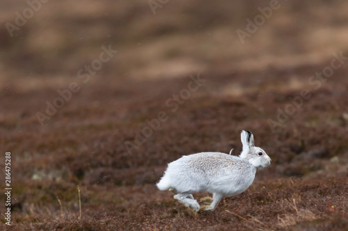 white mountain hare, lepus timidus photo