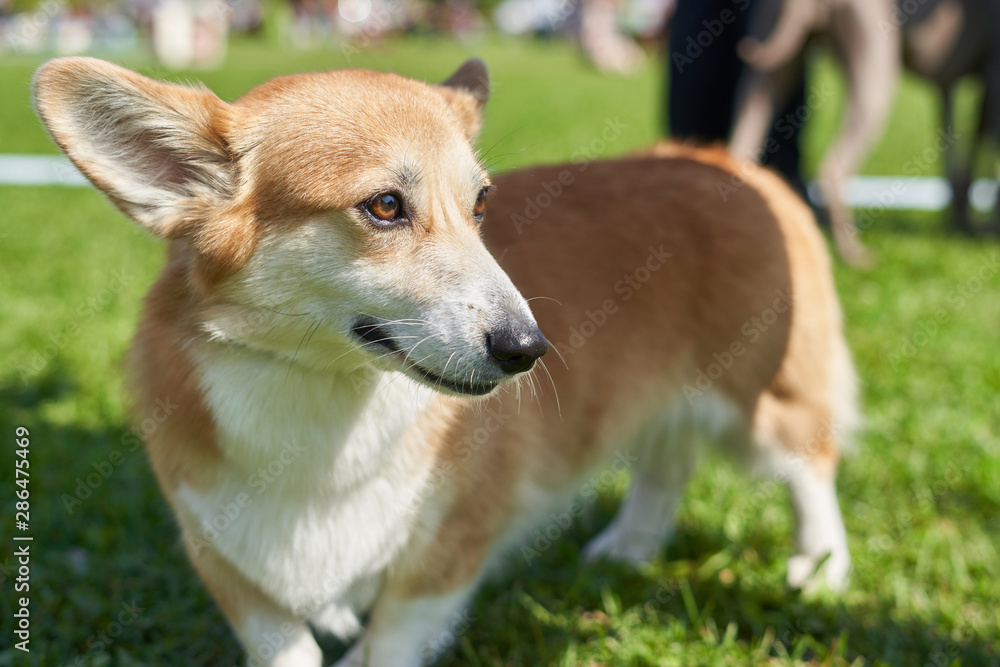 Welsh Corgi is a small dog with short paws close-up