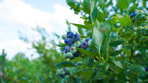 myrtilles sur l'arbuste
