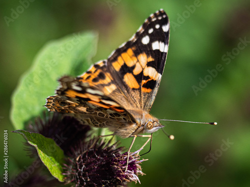 Painted Lady Butterfly