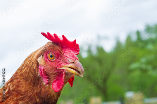 Portrait of a domestic chicken in the yard in the summer