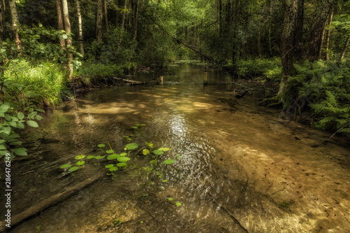 Fototapeta Naklejka Na Ścianę i Meble -  A small picturesque forest river 