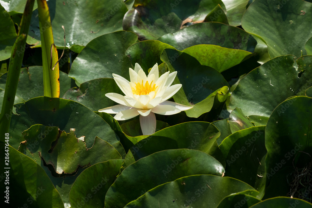White water lily flower and green lily pads image White water lily flower and green lily pads image
