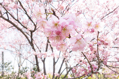 Pink sakura flower bloom in spring season. Vintage sweet cherry blossom soft tone texture background.