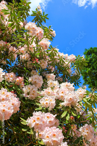 Rhododendron Busch helles Apricot, blauer Himmel