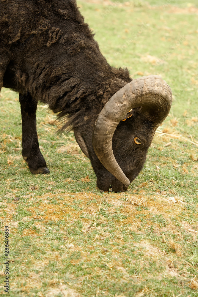 Black male ouessant sheep freshly fleeced Black male ouessant sheep freshly fleeced