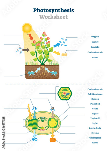 Photosynthesis worksheet vector illustration. Blank oxygen process template