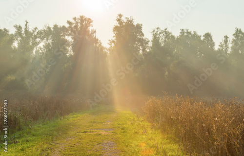 Foliage of deciduous trees in a field in sunlight at sunrise in summer