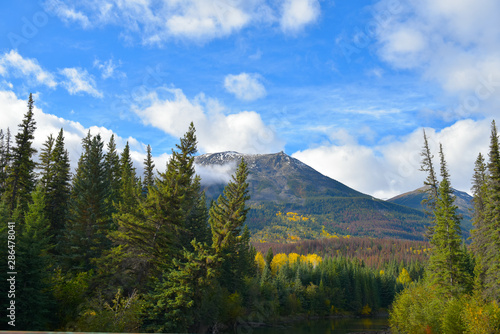 Fototapeta Naklejka Na Ścianę i Meble -  Vista de una montaña en medio de un bosque de pinos verdes y vegetación amarilla, bajo un cielo azul y nubes grises en el parque nacional de Jasper en Alberta Canadá