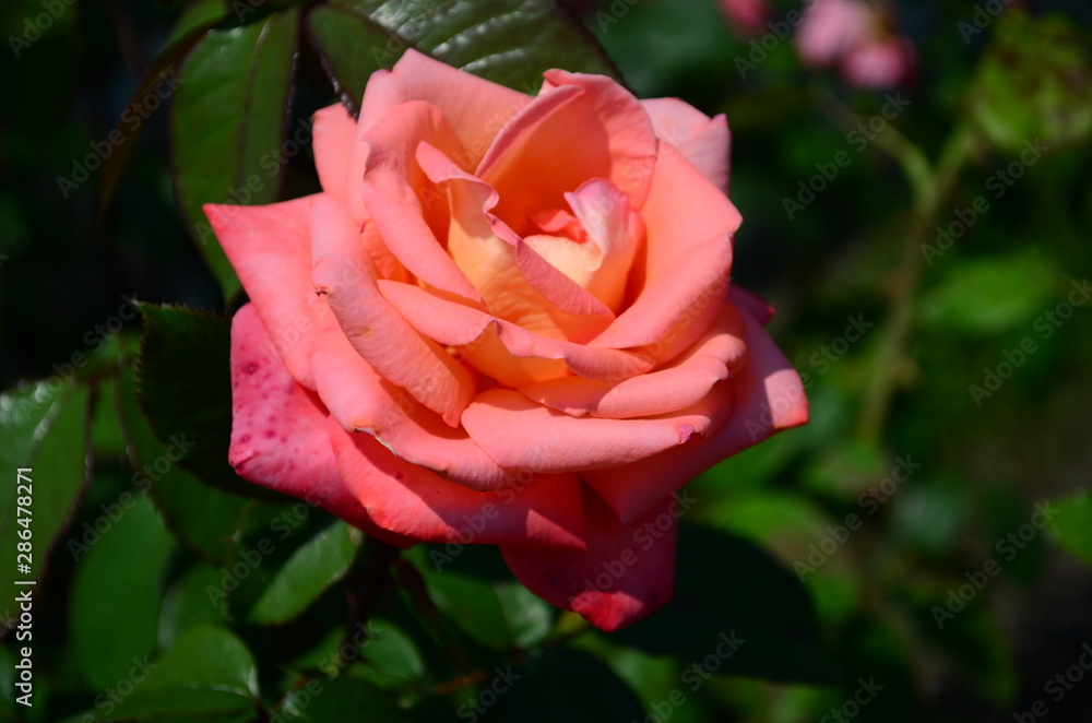 Beautiful fresh rose in the garden at morning Beautiful fresh rose in the garden at morning
