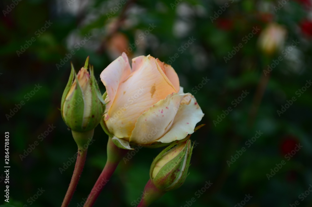 Beautiful fresh rose in the garden at morning Beautiful fresh rose in the garden at morning