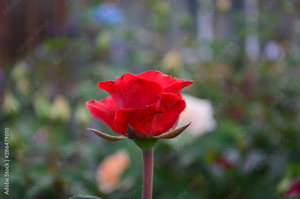 Beautiful fresh rose in the garden at morning