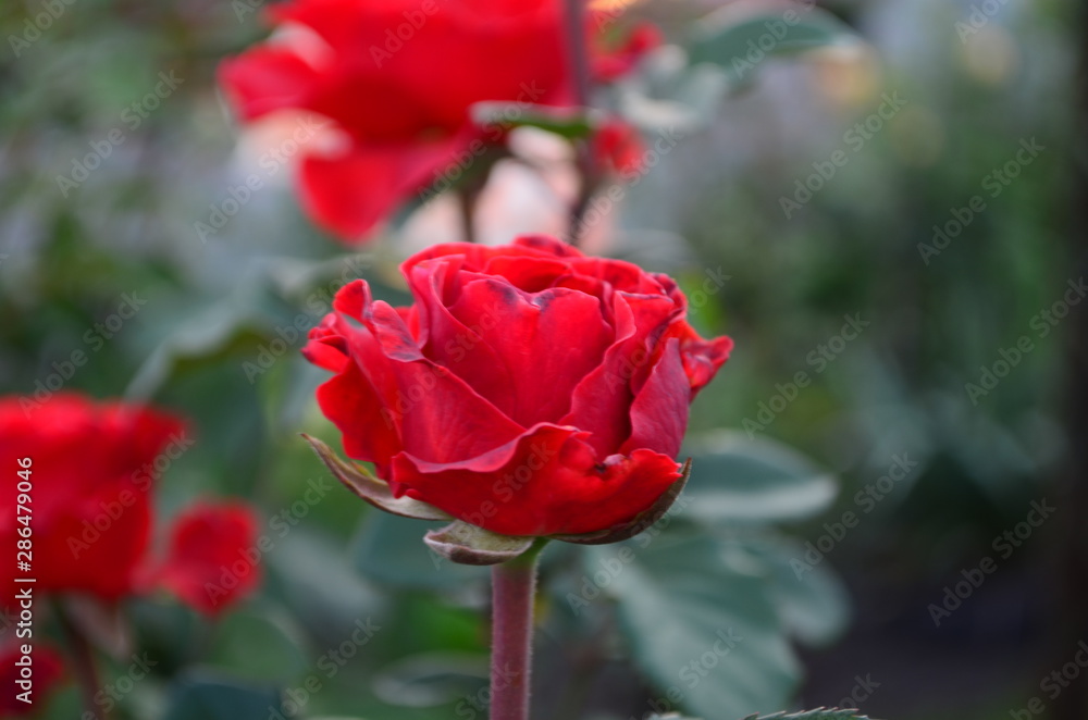 Obraz premium Beautiful fresh rose in the garden at morning
