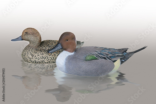 Tableau sur toile canard pilet, pintait drake,couple,  eau, nature, faune, animal, lac, chasse, hu