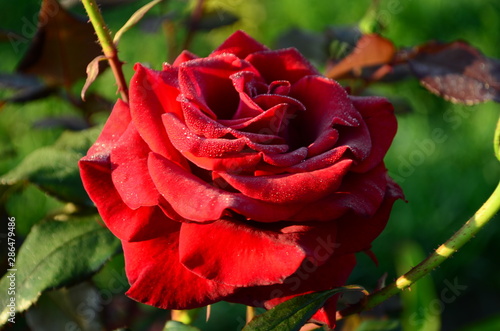 Beautiful fresh rose in the garden at morning