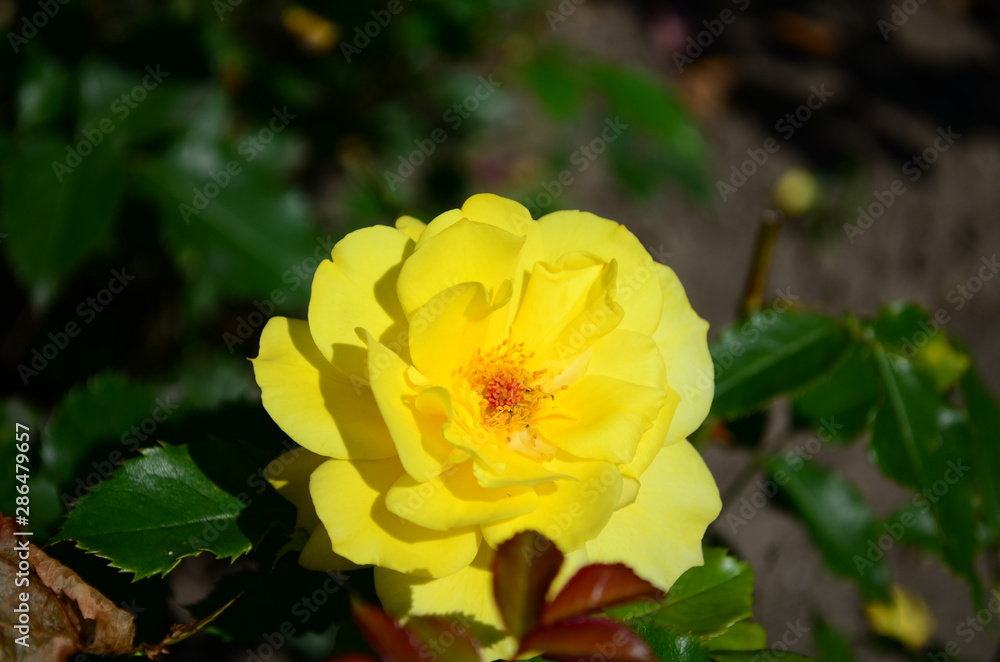 Beautiful fresh rose in the garden at morning Beautiful fresh rose in the garden at morning
